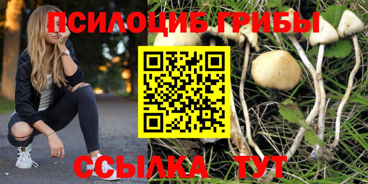 Псилоцибиновые грибы Psilocybe Пыть-Ях
